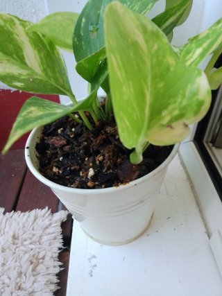 Planta de interiorPotis