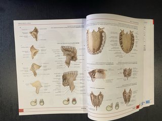 Anatomía humana Atlas