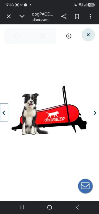 Cinta de correr para perros Dog PACER