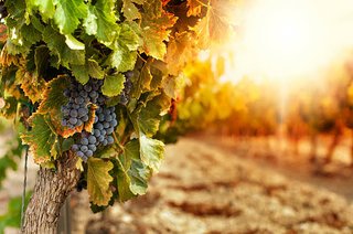 Alquiler preciosa casa rural Ribera del Duero