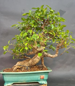 Bonsái Ficus Retusa Tiger Bark