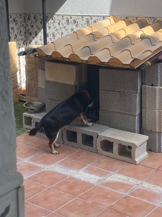 Cuidador de mascotas!!!!
