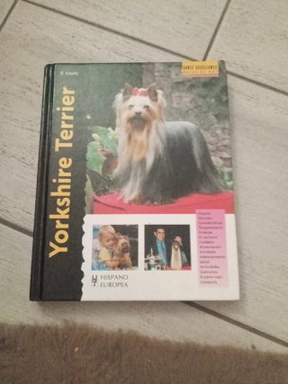 Yorkshire Terrier
