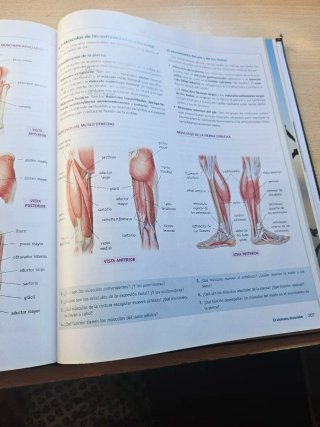 Anatomía aplicada