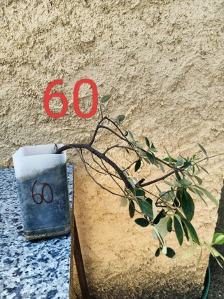 Bonsái Pyracantha