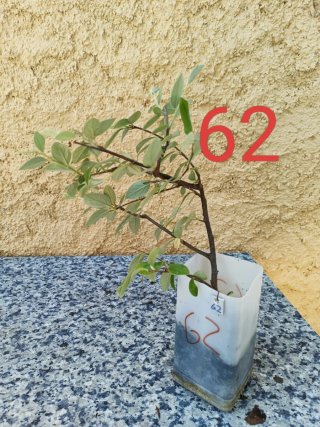 Bonsái Pyracantha