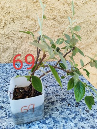 Bonsái Pyracantha pequeño