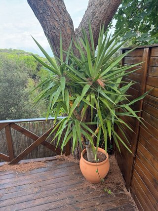 3 Yuca Grande (+2m) con Maceta