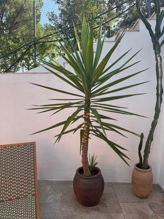 3 Yuca Grande (+2m) con Maceta