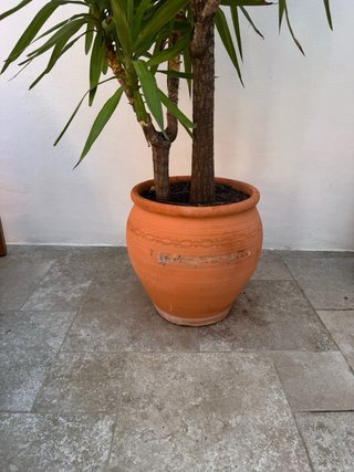 3 Yuca Grande (+2m) con Maceta