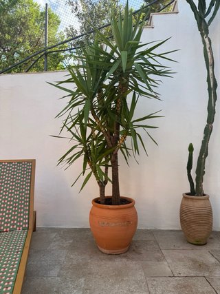 3 Yuca Grande (+2m) con Maceta