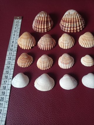 Lote de 14 conchas marinas decorativas