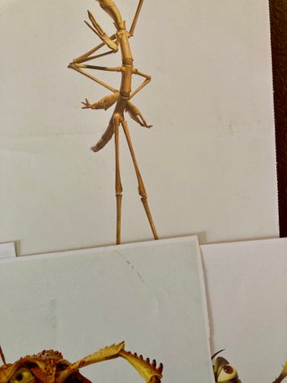 12 Láminas Bichos + 6 Juegos de Mesa