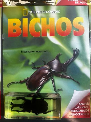 Lote Grande National Geographic + Fasciculo