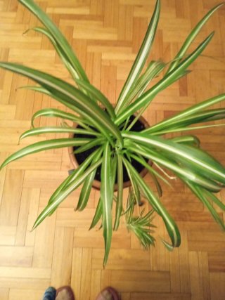 Planta Araña con Soporte