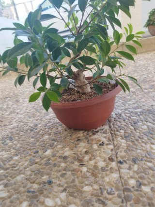 Prebonsai Ficus Tiger Bark
