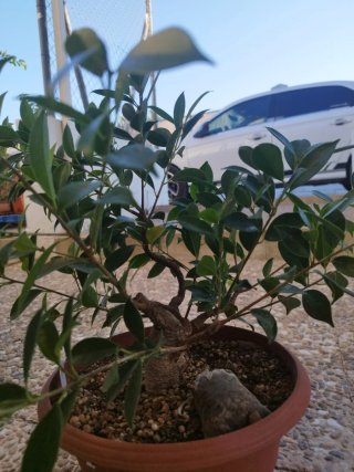 Prebonsai Ficus Tiger Bark