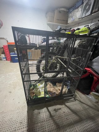Chinchilla con jaula