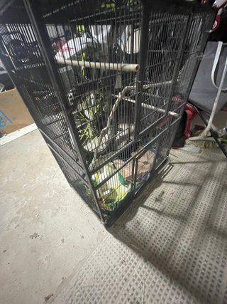 Chinchilla con jaula
