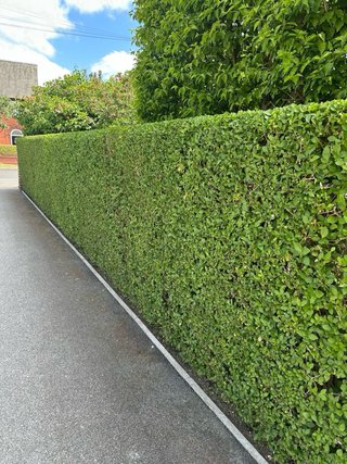 Jardinería profesional