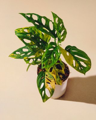 Monstera Adansonii Aurea