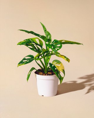Monstera Adansonii Aurea