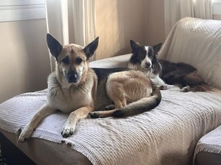 Guarderia / Residencia Canina
