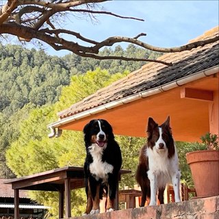 Guarderia / Residencia Canina