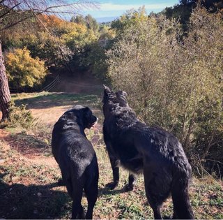 Guarderia / Residencia Canina