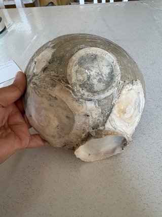 Ciotola Sawankalok Sud-Est Asiatico