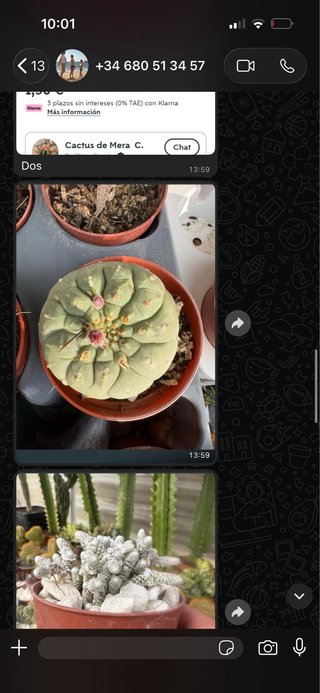 Cactus de Mera C. - Lote 2 23