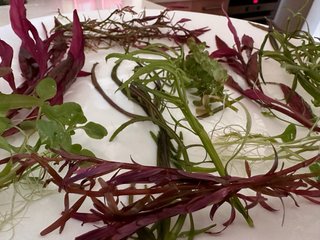 Lote de 10 Plantas de Acuario Variadas y Coloridas