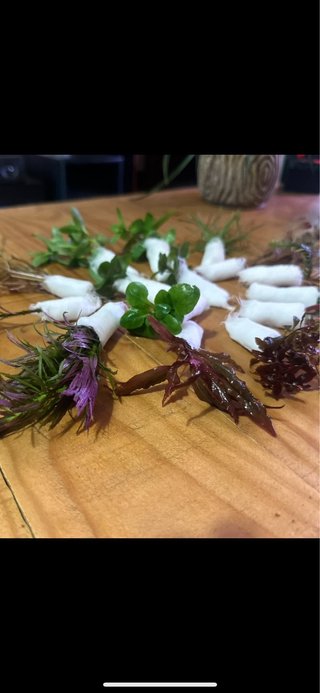 Lote de 10 Plantas de Acuario Variadas y Coloridas