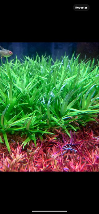 Lote de 10 Plantas de Acuario Variadas y Coloridas