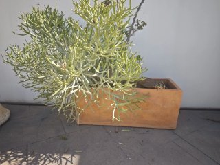 Jardinera terracota con cactus lápiz