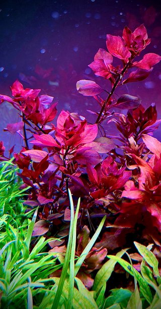 Lote de 5 Plantas de Acuario Variadas y Coloridas