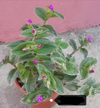 Tradescantia sillamontana peluda