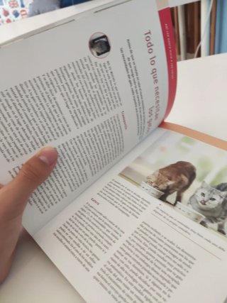Libro El Gato.