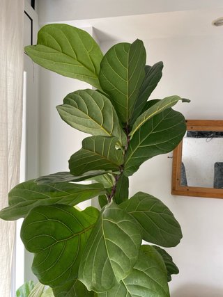 Planta Ficus Lyrata Grande