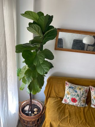 Planta Ficus Lyrata Grande