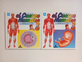 El Cuerpo humano