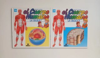 El Cuerpo humano