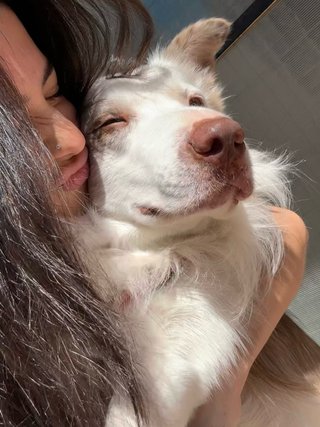 Paseos y cuidado de perros