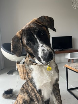 Paseos y cuidado de perros