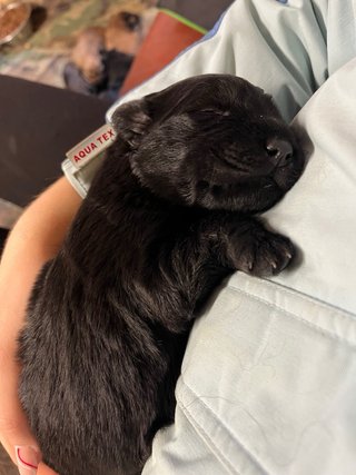 Paseos y cuidado de perros