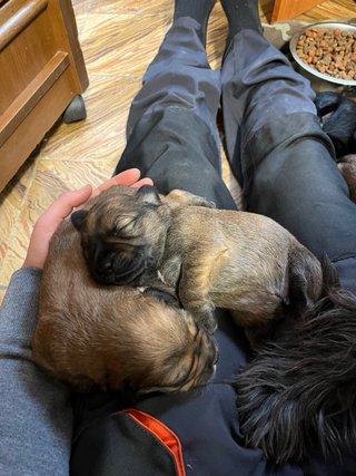 Paseos y cuidado de perros