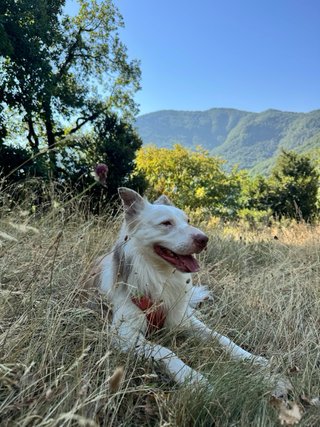 Paseos y cuidado de perros