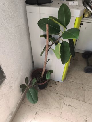 Ficus Elastica Planta Interior