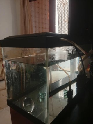 Acuario Pacera 50L Tapa Negra lleva luz y filtro