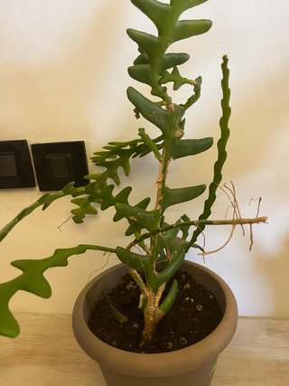 Selenicereus Anthonyanus Pianta